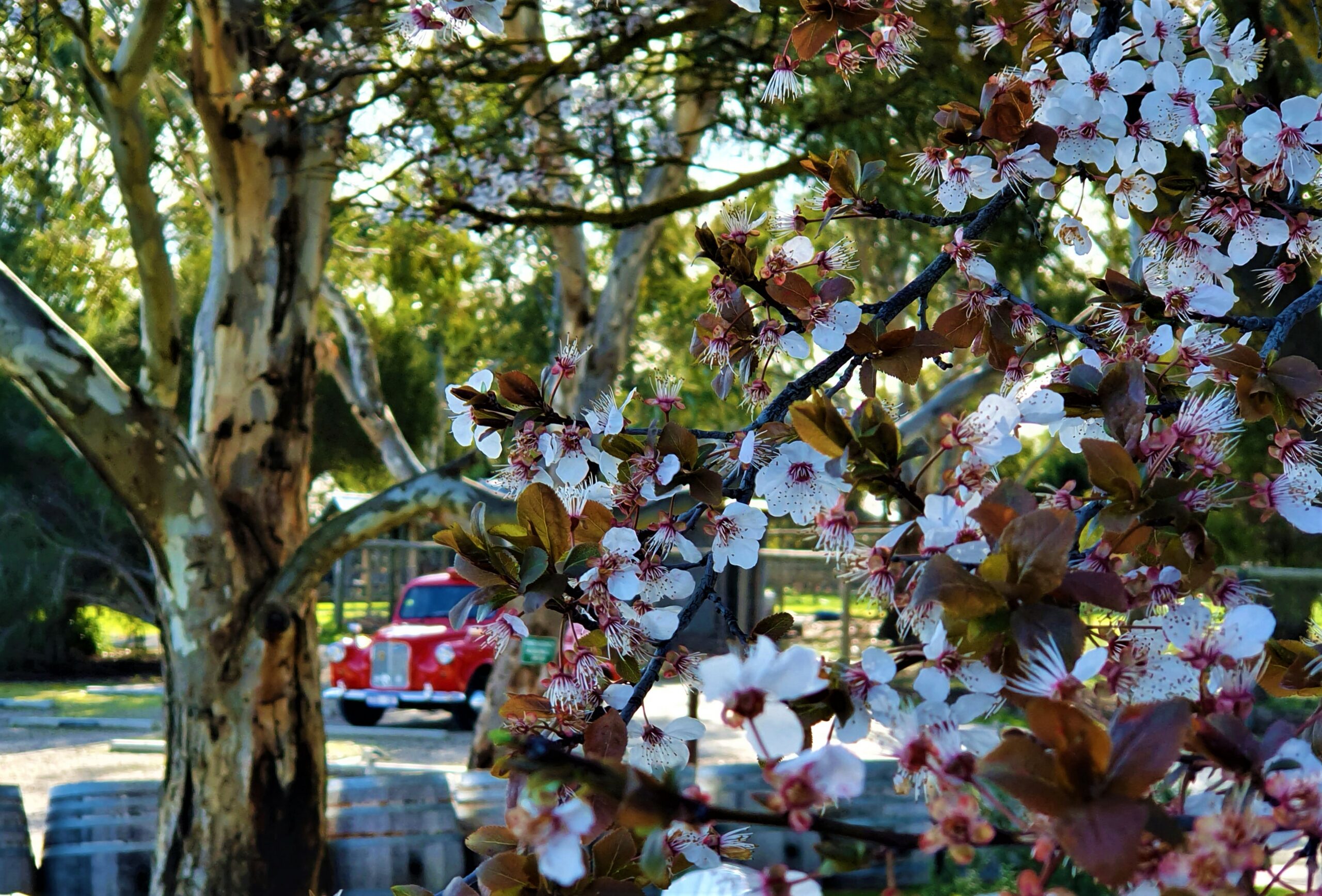 BAROSSA RED VINTAGE HALF DAY PRIVATE TOUR