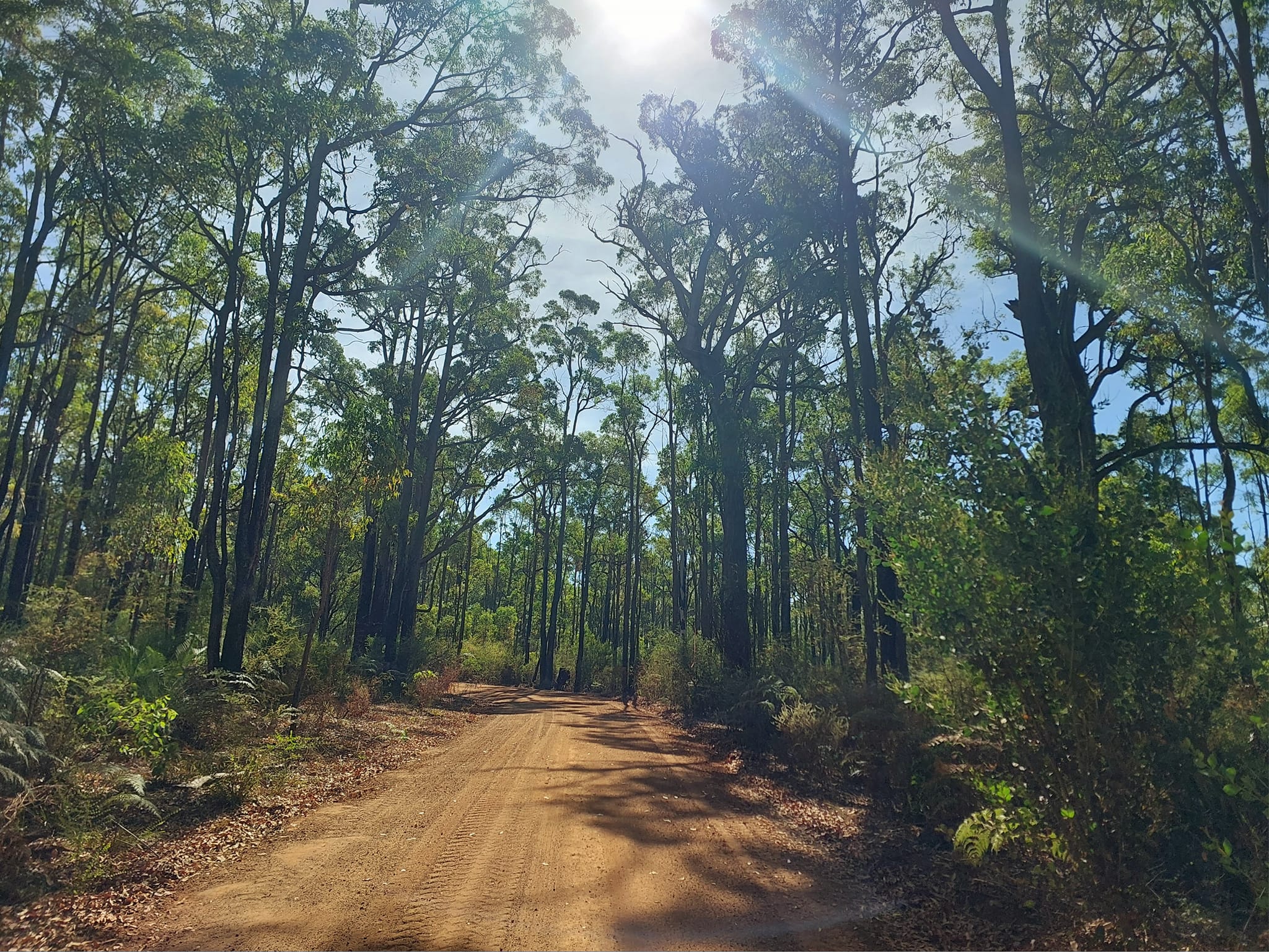 FOREST SURPRISE FULL DAY TOUR