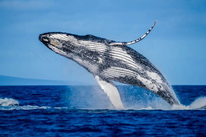 Mooloolaba Whale Watching Tour