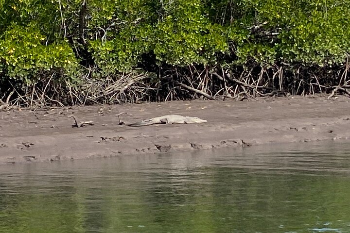 Hinchinbrook Island Channel Tour