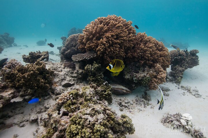 Half Day Snorkel 2.5hr Turtle Tour on the Ningaloo Reef, Exmouth