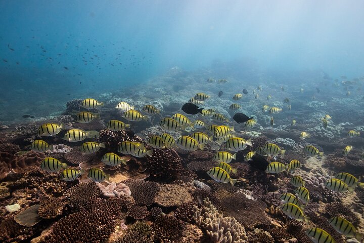 Half Day Snorkel 2.5hr Turtle Tour on the Ningaloo Reef, Exmouth