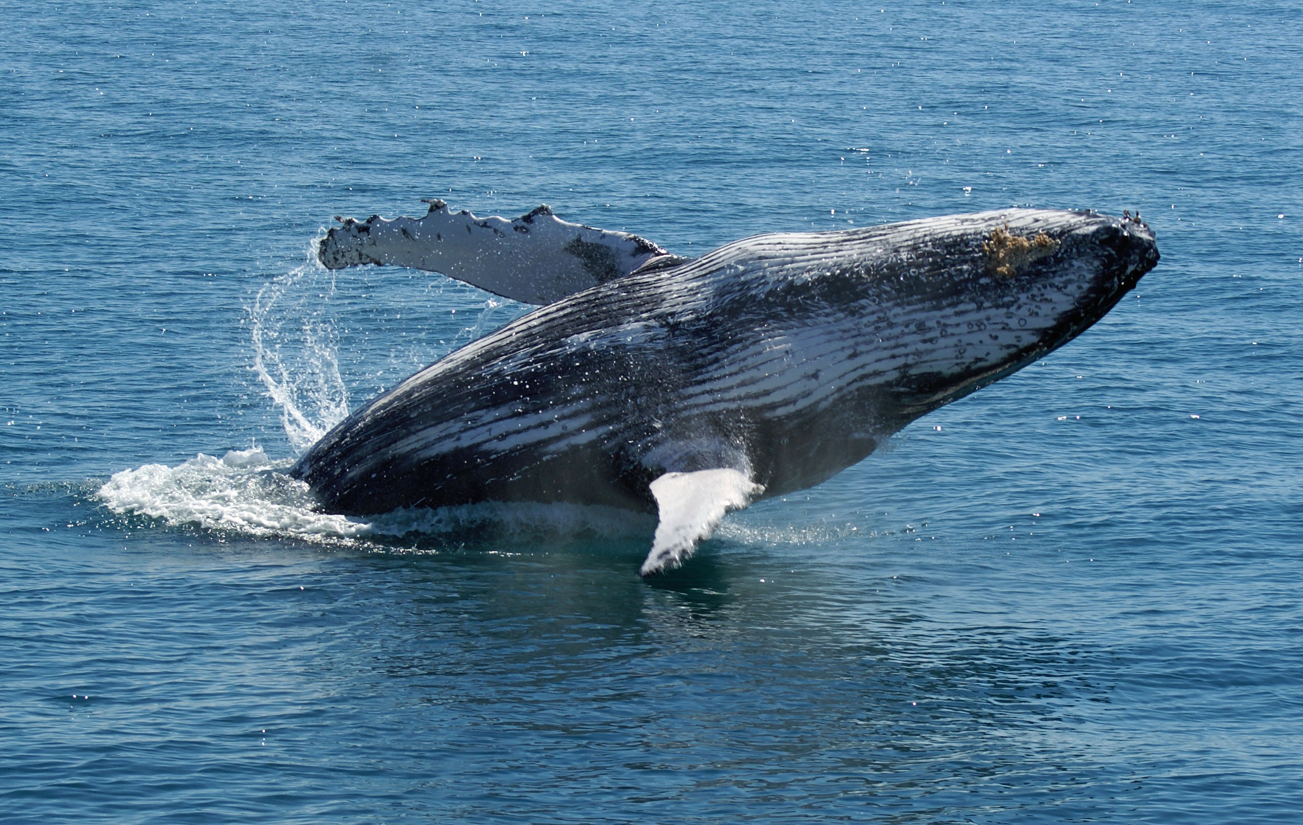 Freedom Full Day Whale Watch Tour - spend more time with the whales