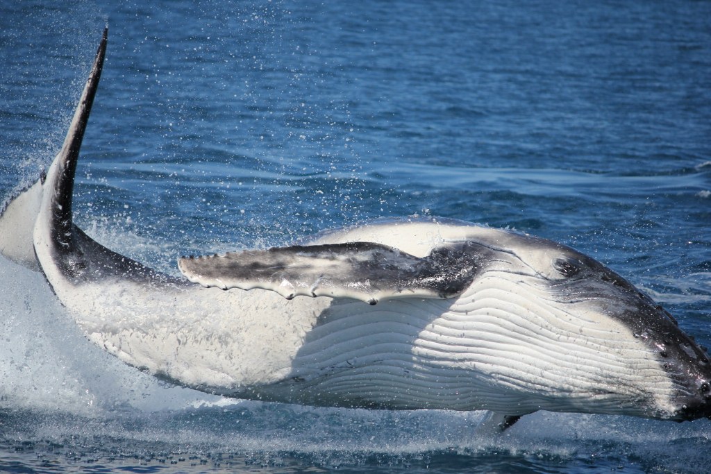 Freedom Full Day Whale Watch Tour - spend more time with the whales