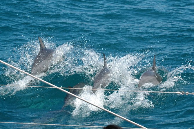 Dolphin Watch Cruise
