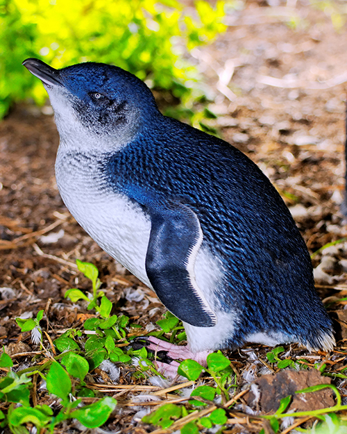 Penguins and Great Ocean Road Two Day Tour