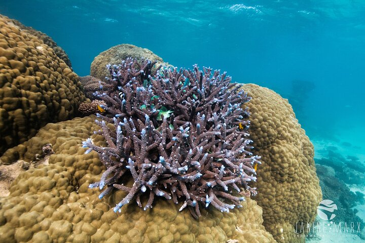 Ningaloo Reef Snorkel and Wildlife Adventure