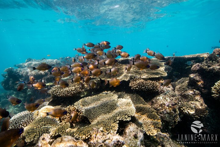 Ningaloo Reef or Muiron Islands Snorkeling and Wildlife Adventure