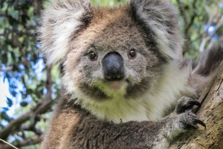 Great Ocean Road Private Car Tour from Melbourne. 1-5 guests.