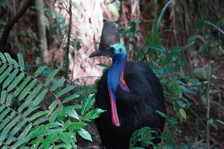 Fun, Falls and Forests Day Trip from Cairns