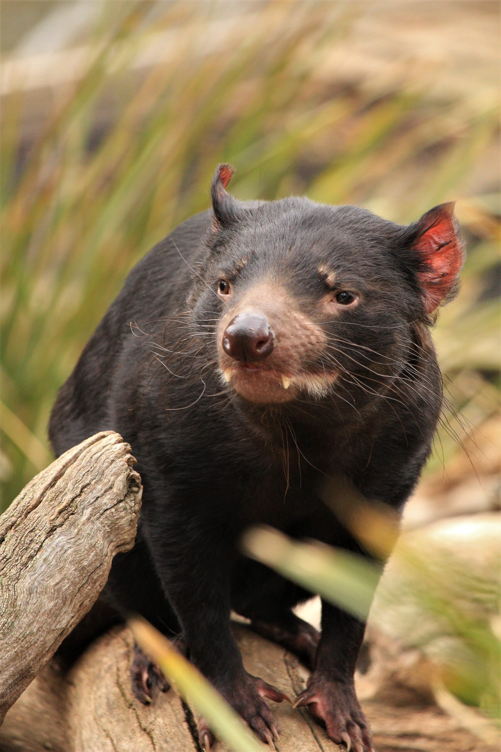 Bonorong Wildlife Sanctuary - General Admission