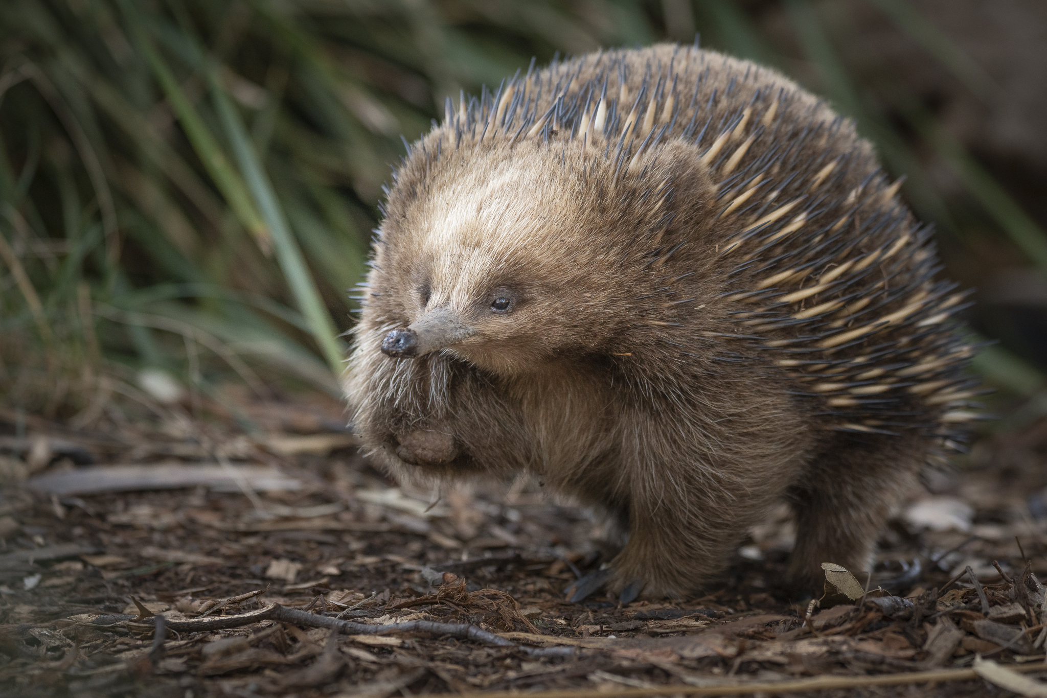 Bonorong Wildlife Sanctuary - General Admission