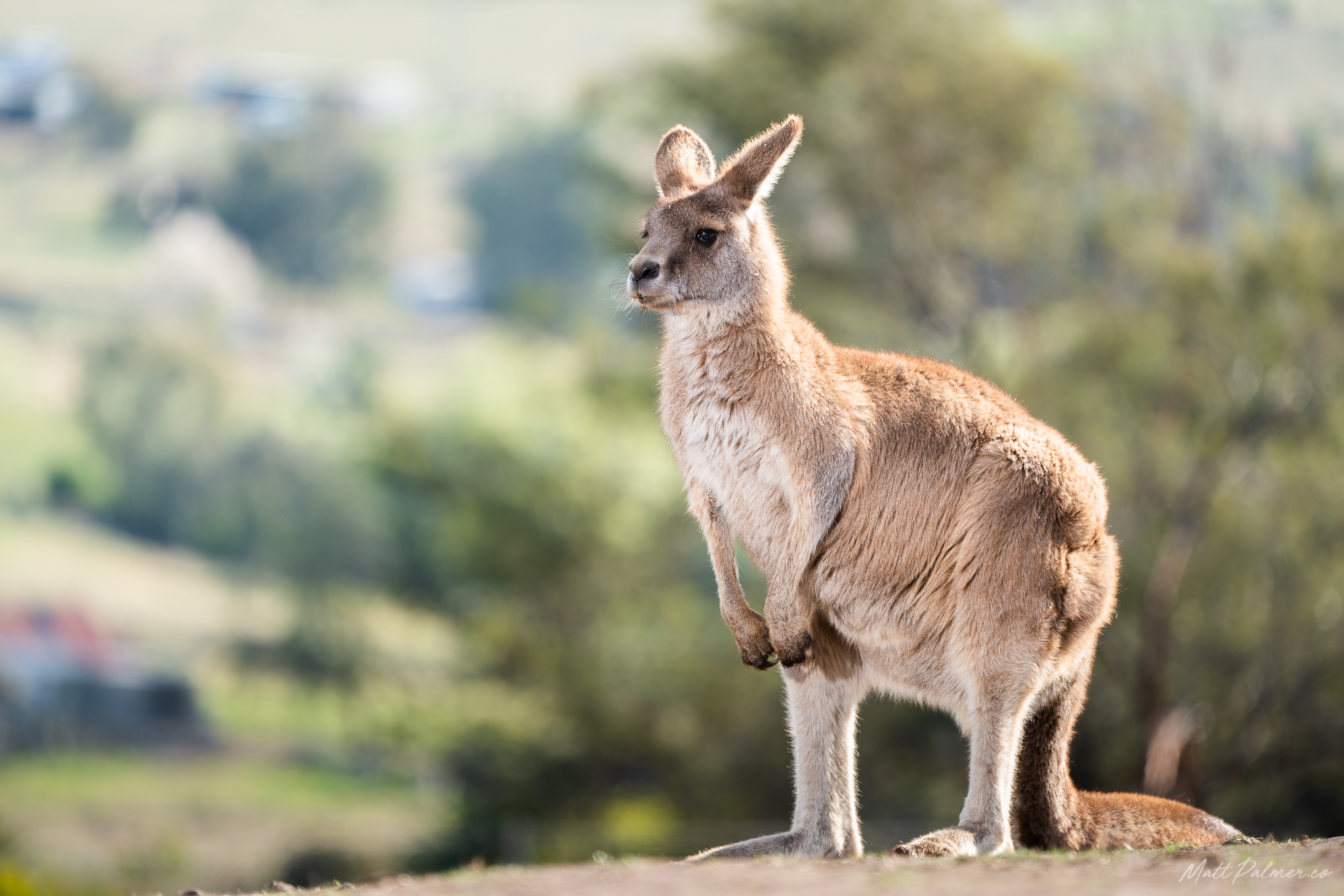 Bonorong Wildlife Sanctuary - General Admission