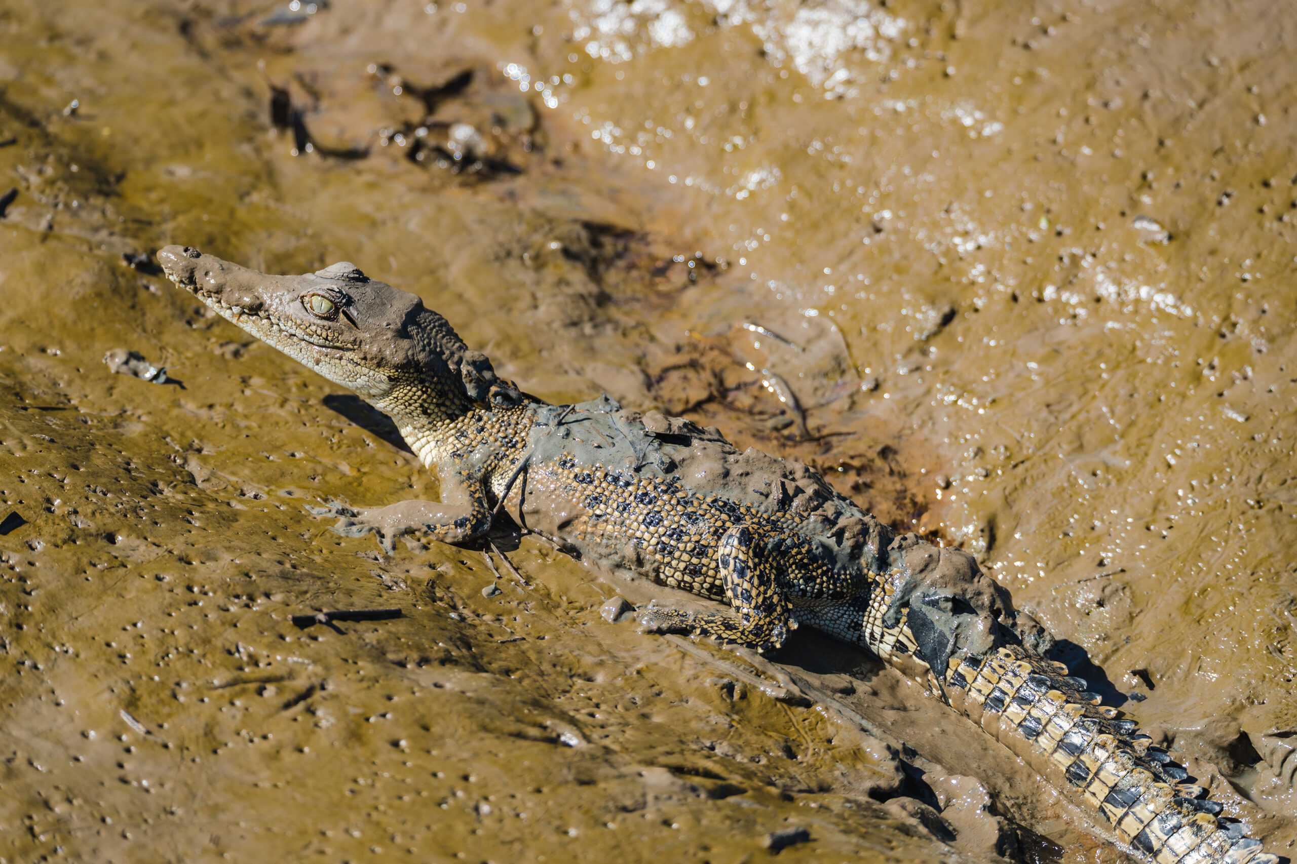 Autopia Tours: Jumping Crocodile Tour from Darwin