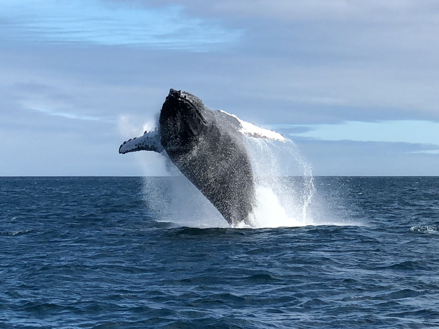 Whale Watch and Turtle Island Snorkel Tour