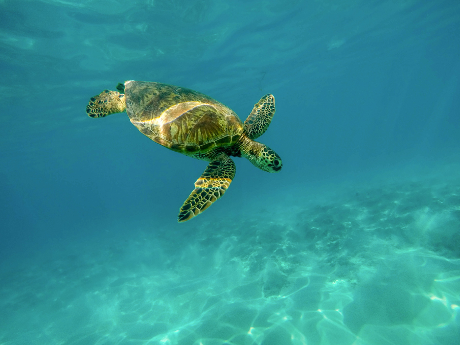 Whale Watch and Turtle Island Snorkel Tour