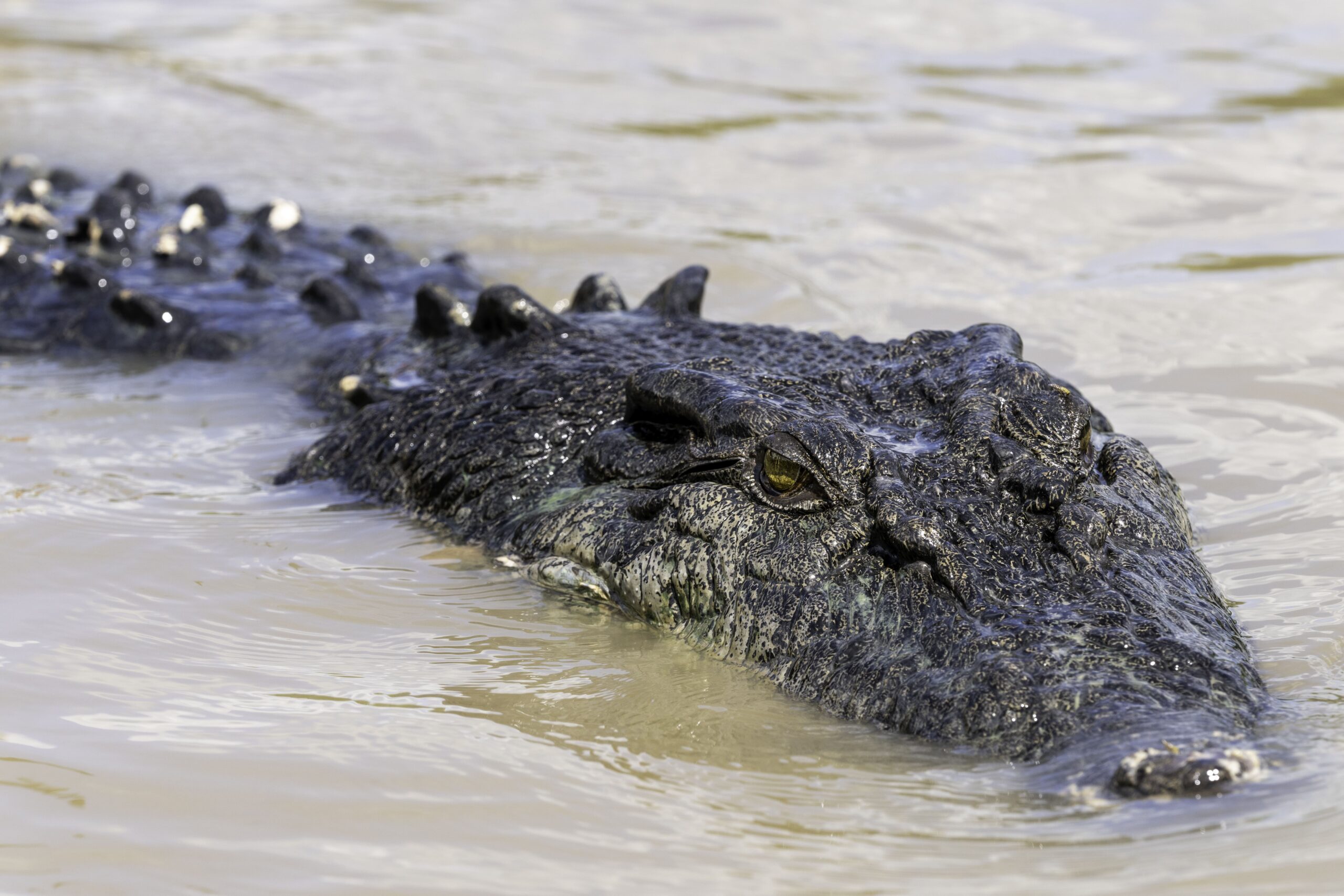 Autopia Tours: Jumping Crocodile Tour from Darwin