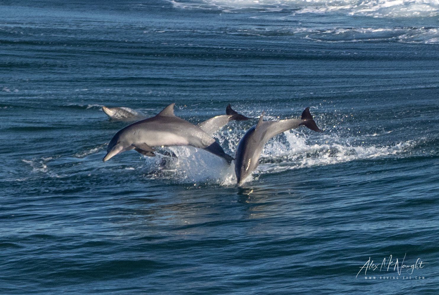 Dolphin Spotting River Cruise