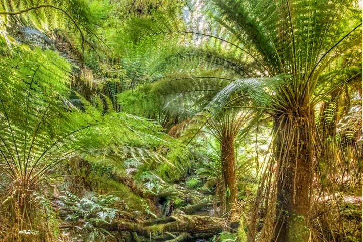 Great Ocean Road Private Car Tour from Melbourne. 1-5 guests.