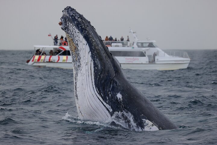 Whale Watching Sydney - 2hr Express Cruise
