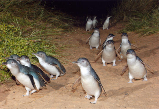 Phillip Island Penguin Parade Private Tour , plus Churchill Island and Koala Park Eperience