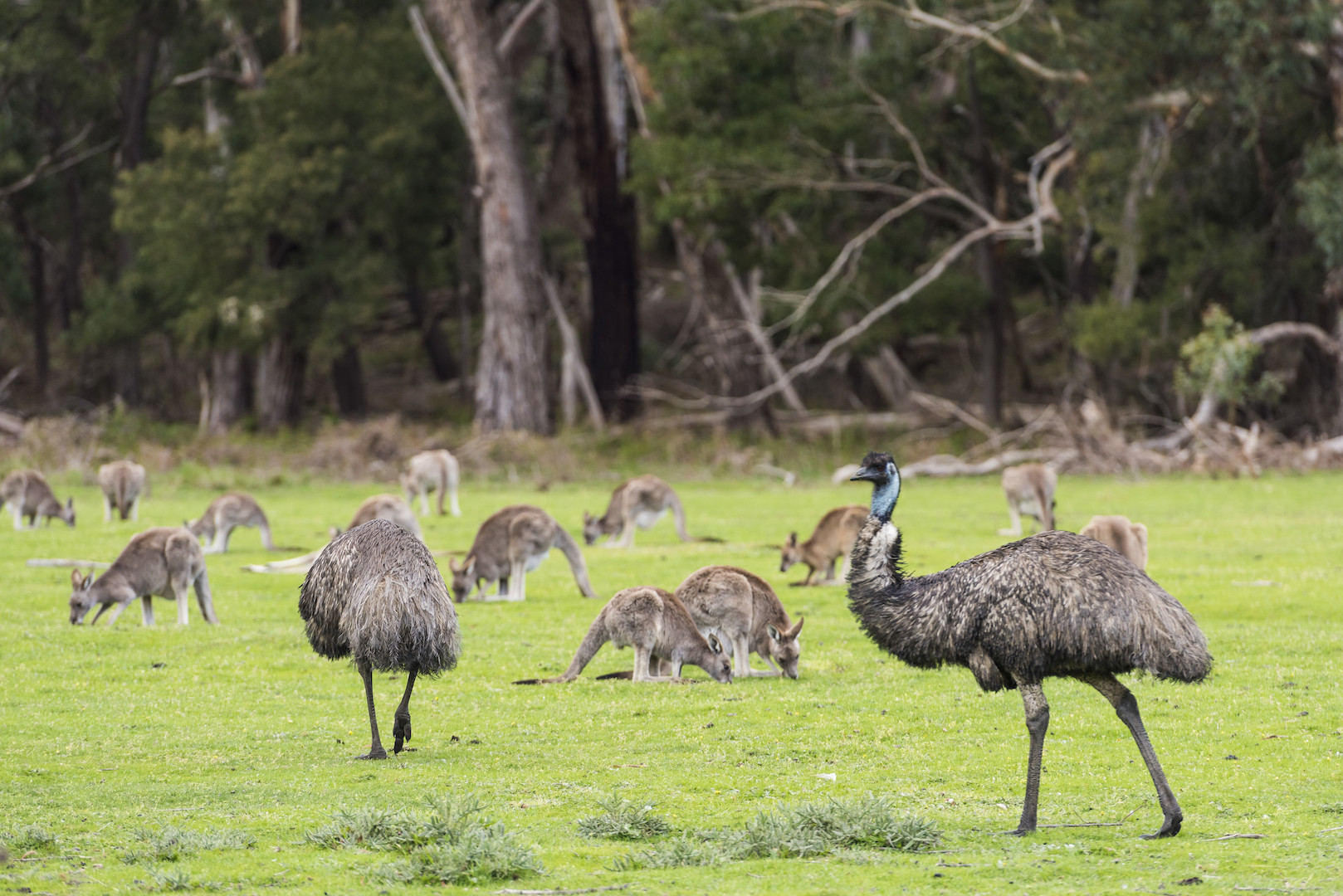 Grampians National Park Full Day Private Tour