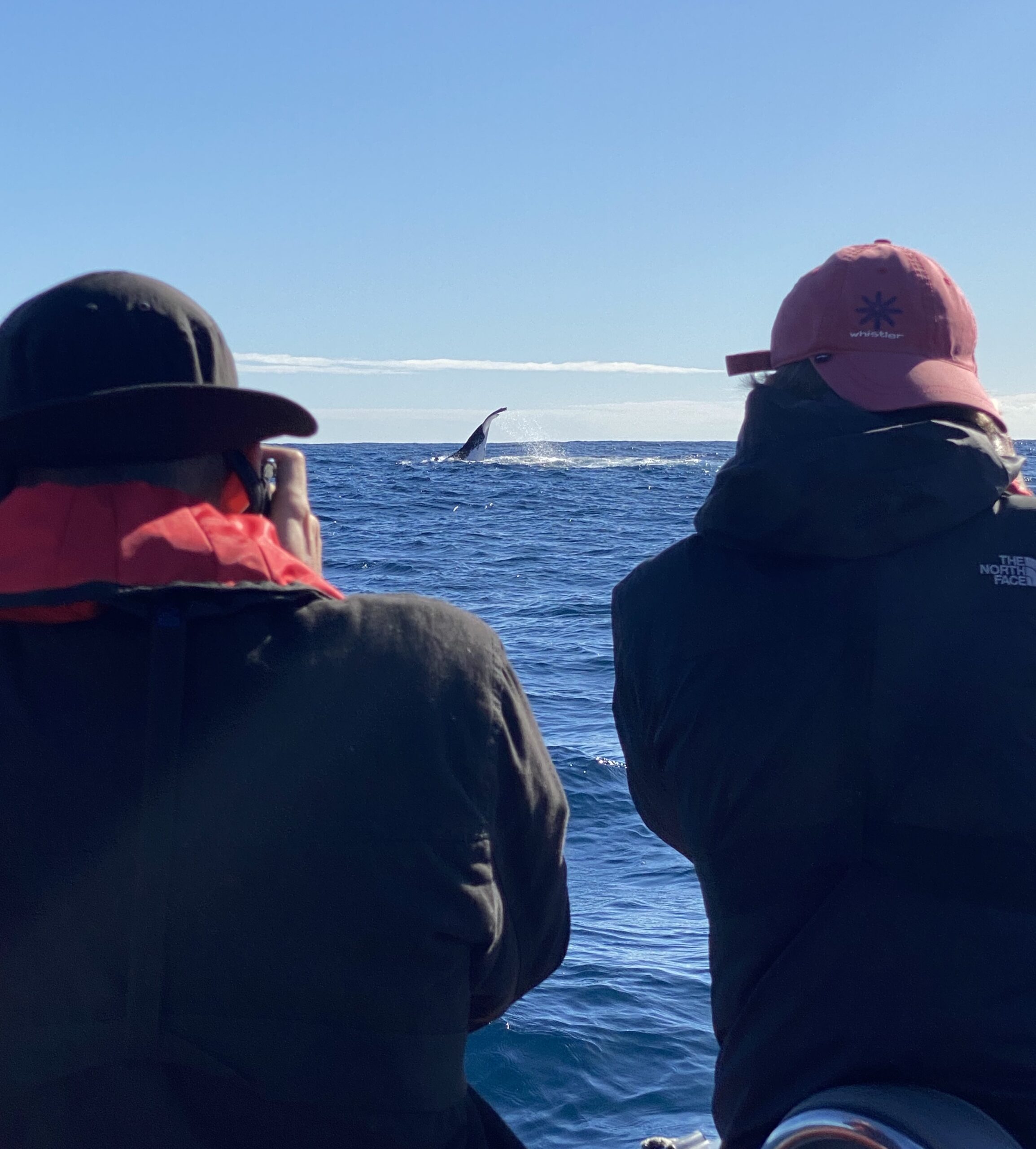 Safari-Style Whale Watching