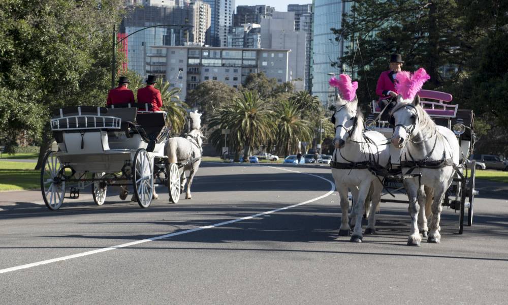 Melbourne Horse Drawn Carriage Tour