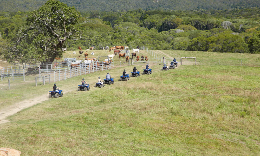 KUR-Cow ATV Tour with Petting Zoo Entry