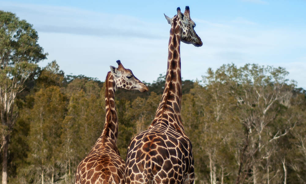 Annual Pass - Featherdale Sydney Wildlife Park + Mogo Wildlife Park