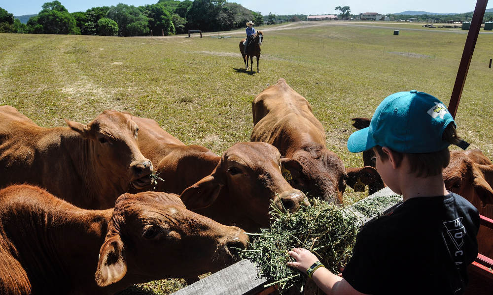 KUR-Cow Horse Riding and ATV Tour with Petting Zoo Entry