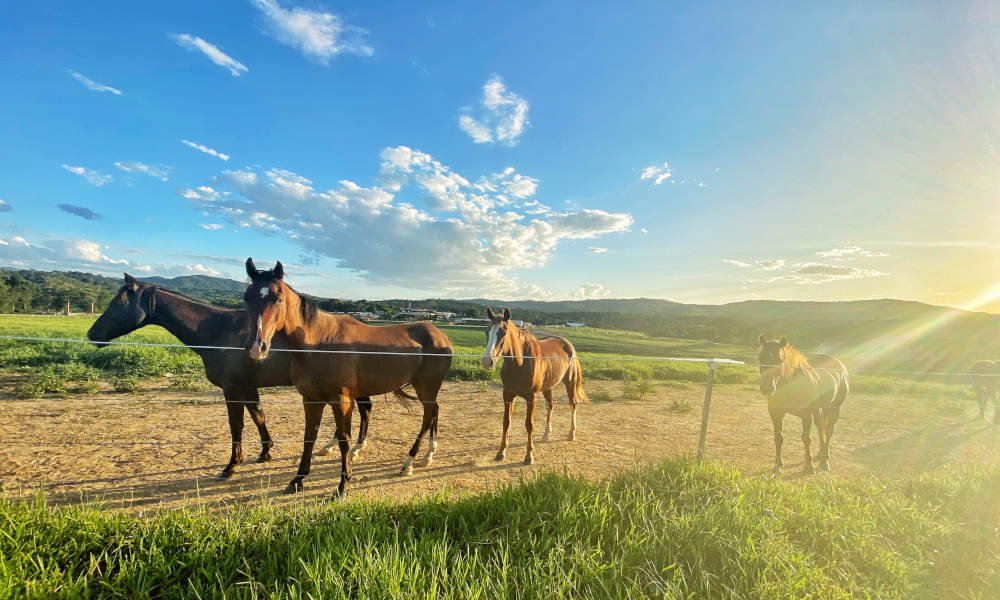 KUR-Cow Horse Riding and ATV Tour with Petting Zoo Entry