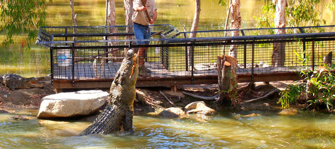 Hartleys Crocodile Adventures with Port Douglas Transfers