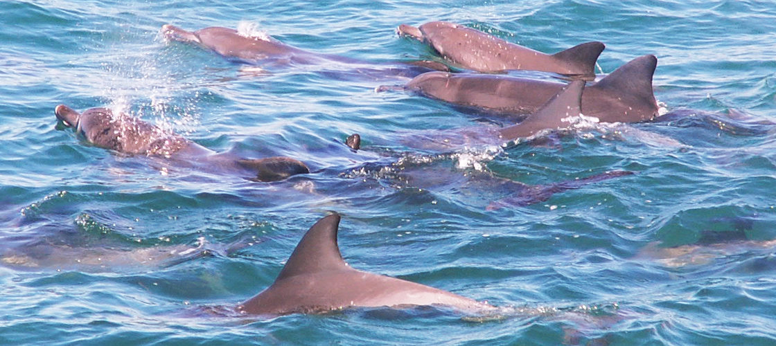 Jervis Bay Dolphin Watching Day Tour from Sydney