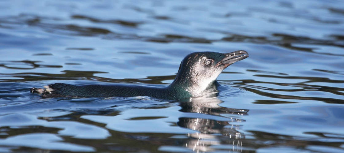 Jervis Bay Dolphin Watching Day Tour from Sydney