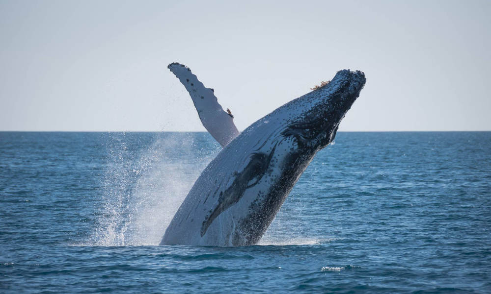 Hervey Bay Afternoon Whale Watching Cruise