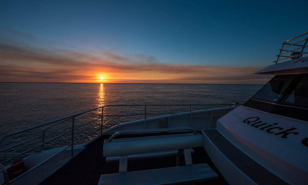 Hervey Bay Afternoon Whale Watching Cruise