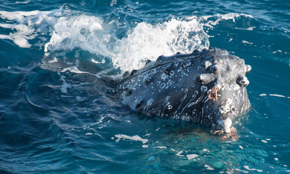 Hervey Bay Afternoon Whale Watching Cruise