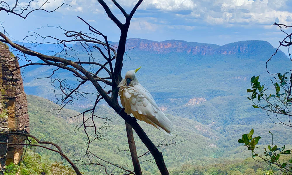 Blue Mountains Tour With Featherdale Wildlife Park Entry