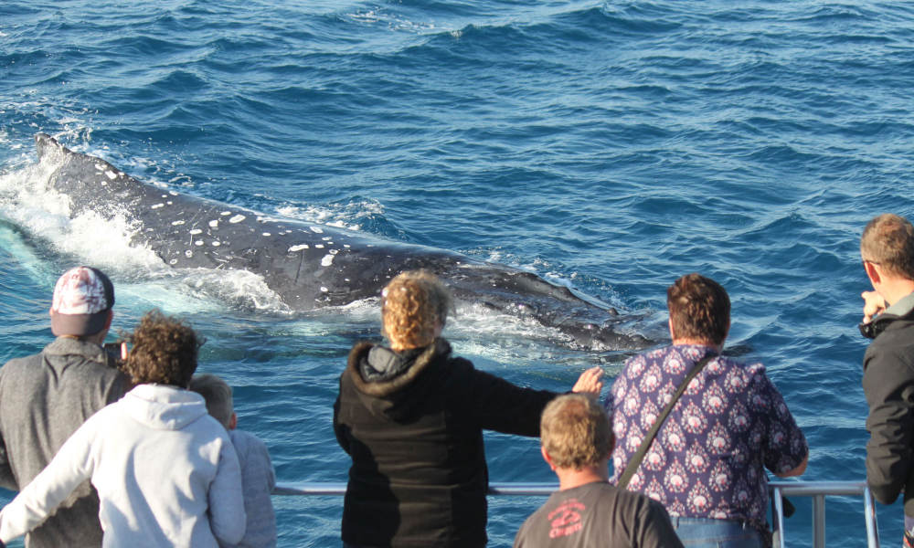 4 hour Hervey Bay Whale Watching Cruise