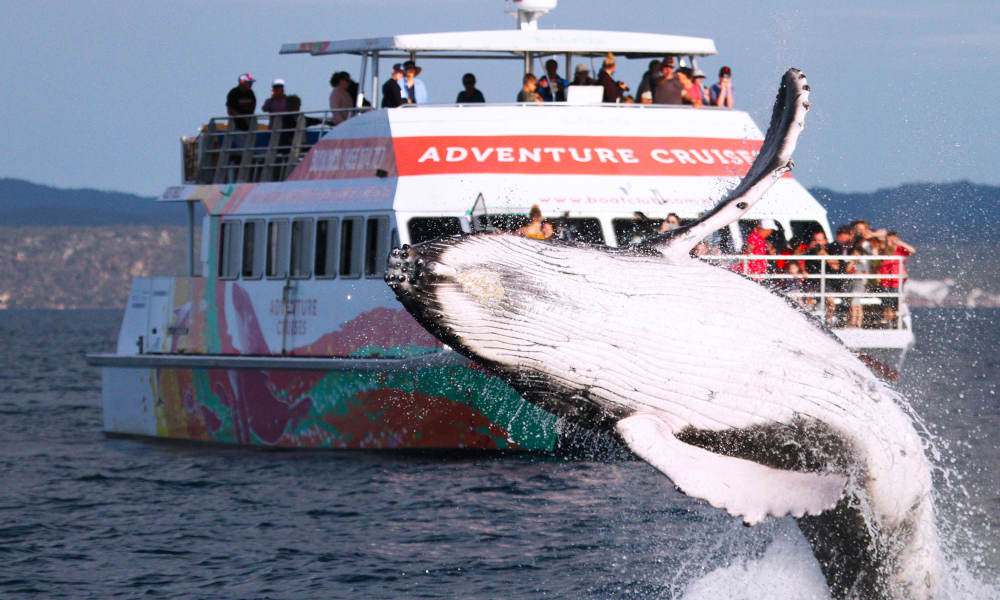 4 hour Hervey Bay Whale Watching Cruise