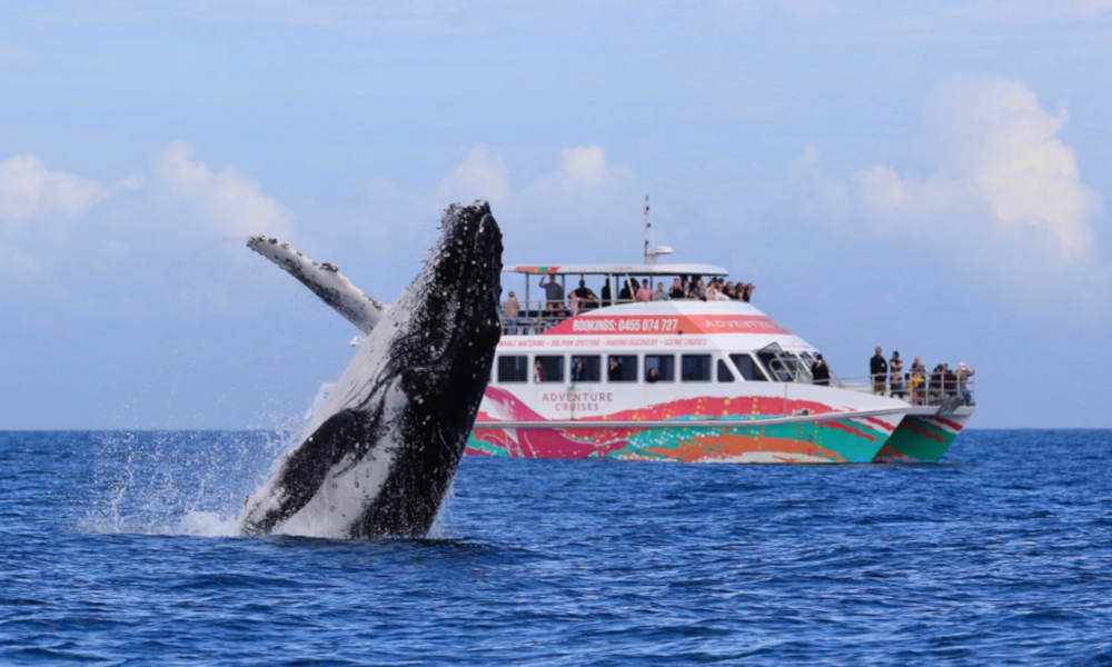 4 hour Hervey Bay Whale Watching Cruise