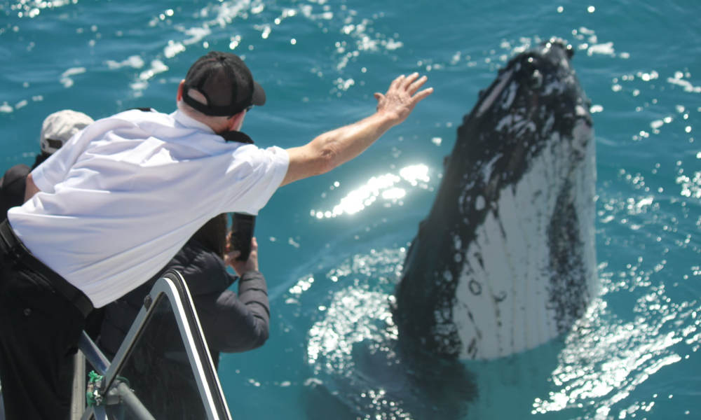 4 hour Hervey Bay Whale Watching Cruise