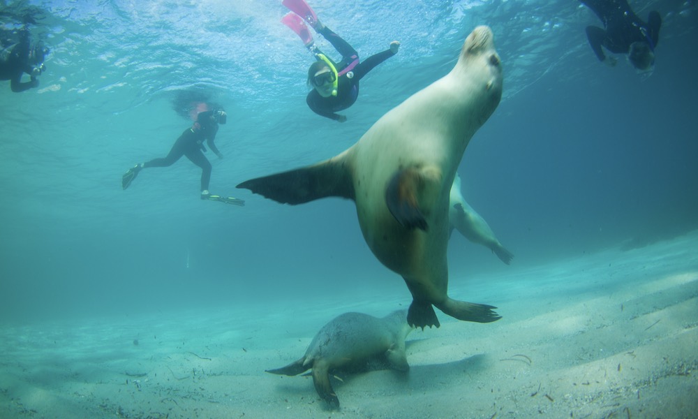 Swim with Sea Lions at Port Lincoln
