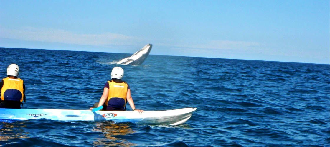 Byron Bay Sea Kayak with Dolphins and Turtles