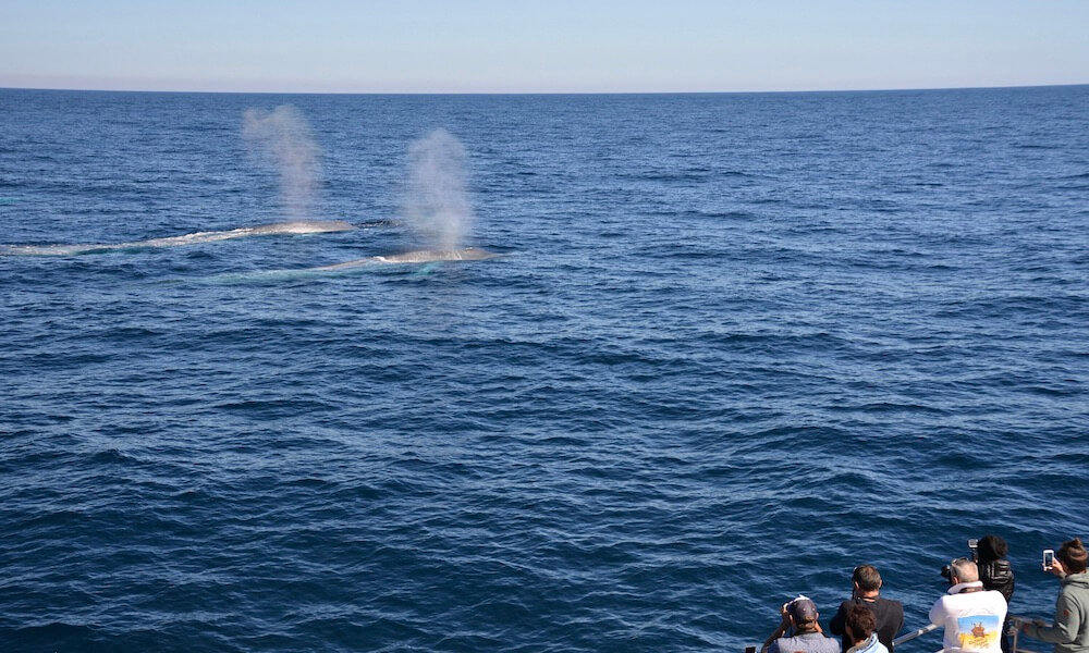 Augusta Whale Watching Experience