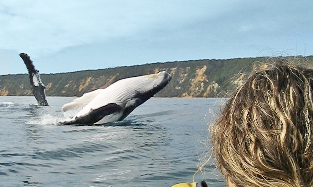 Rainbow Beach Dolphin Kayak & 4WD Beach Drive Adventure