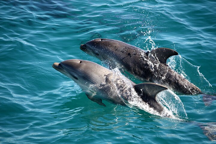 90minute Wildlife Adventure Cruise from Sorrento