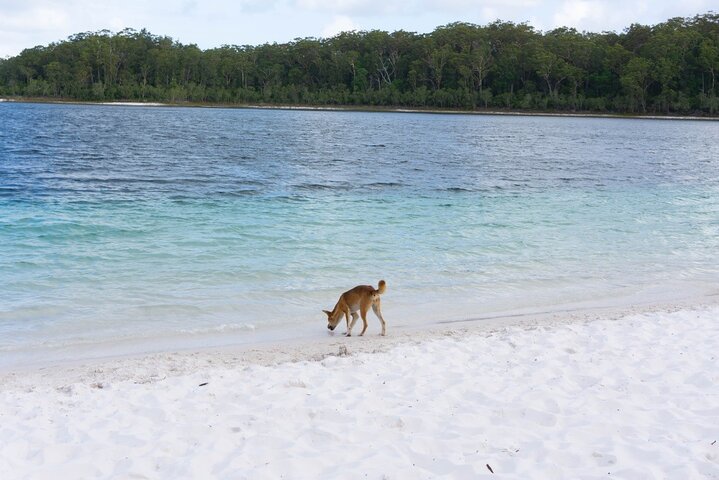 Pack-free Camping: Lake McKenzie Central Hike - 2 Days