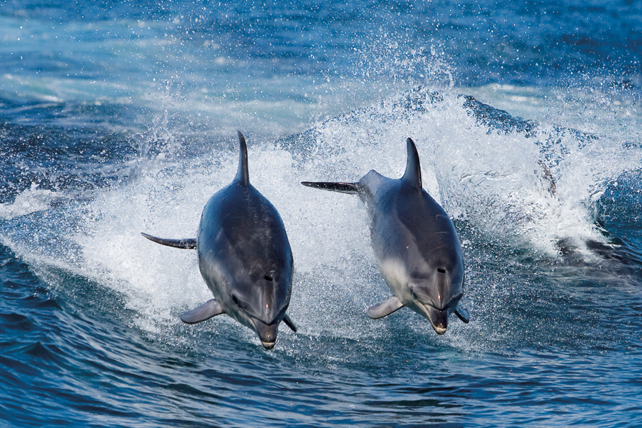 Bruny Island Cruises 3 Hour Cruise with Kettering Bus Pickup